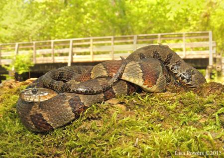 brown water snake