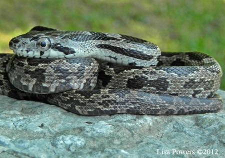 gray ratsnake