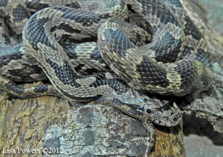 Gray Ratsnake