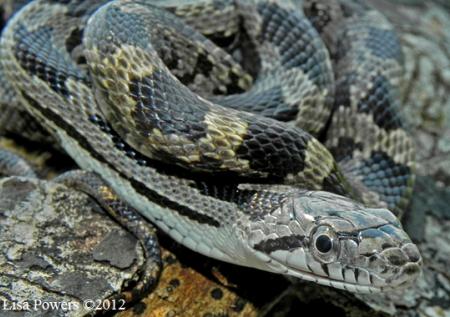 Gray Ratsnake (Pantherophis spiloides)