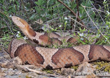 Copperhead (Agkistrodon contortrix)