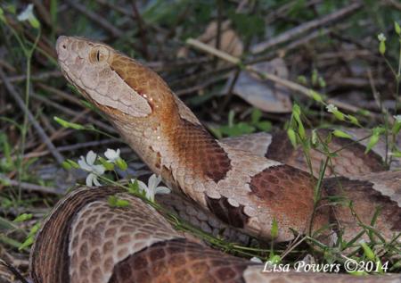 Copperhead (Agkistrodon contortrix)