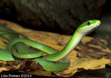 Rough Greensnake (Opheodrys aestivus)