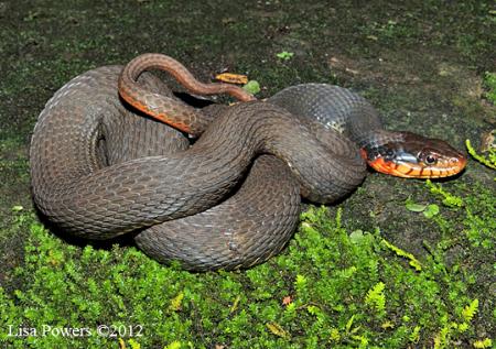 Plainbelly Watersnake (Nerodia erythrogaster)