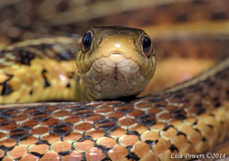 Common Gartersnake (Thamnophis sirtalis)