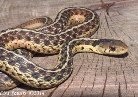 Common Gartersnake (Thamnophis sirtalis)