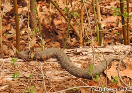 Western Cottonmouth (Agkistrodon piscivorus)