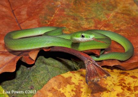 Rough Green Snake, OPHEODRYS AESTIVUS