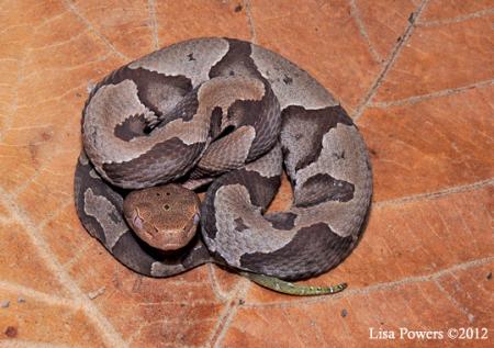 Copperhead (Agkistrodon contortrix)