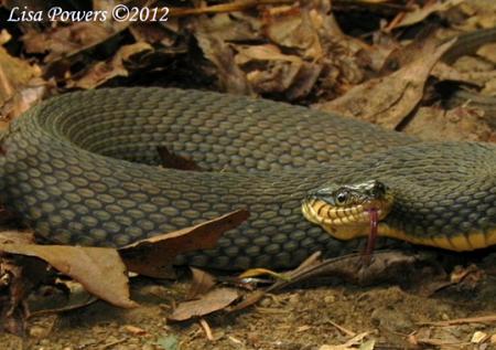 The Copperbelly Water Snake Is One KY Snake That's Off Limits