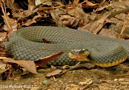 Plainbelly Watersnake (Nerodia erythrogaster)