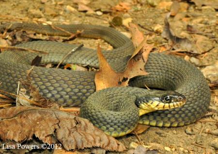 The Copperbelly Water Snake Is One KY Snake That's Off Limits