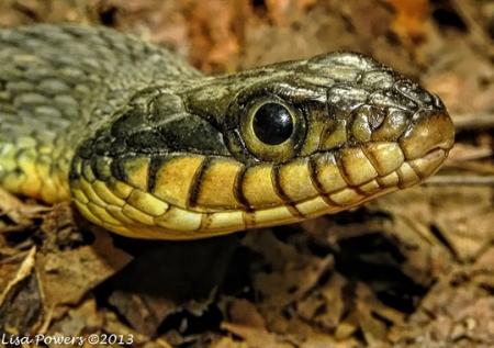 Plainbelly Watersnake (Nerodia erythrogaster)