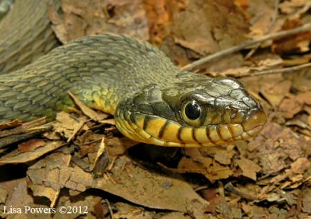 Plainbelly Watersnake (Nerodia erythrogaster)