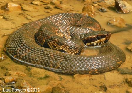 Western Cottonmouth (Agkistrodon piscivorus)