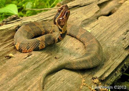 Western Cottonmouth (Agkistrodon piscivorus)