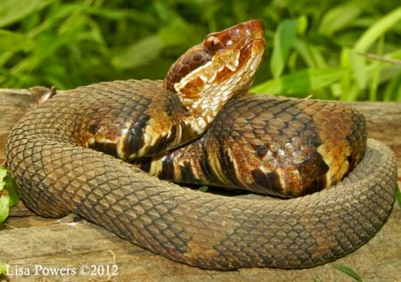 Western Cottonmouth (Agkistrodon piscivorus)