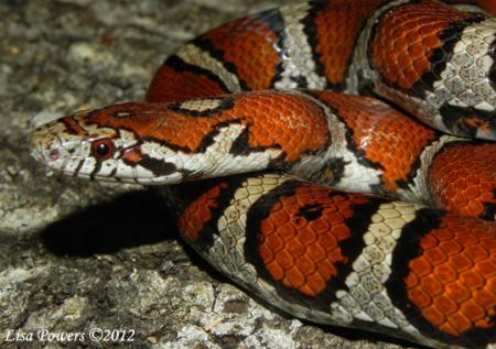 Eastern Milksnake (Lampropeltis triangulum)