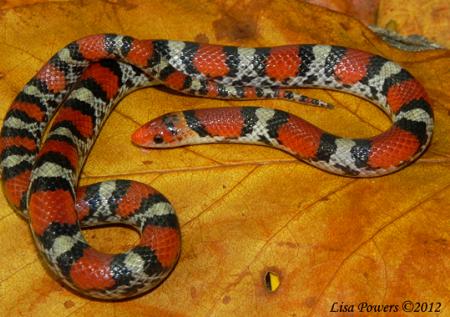 Scarletsnake (Cemophora coccinea)