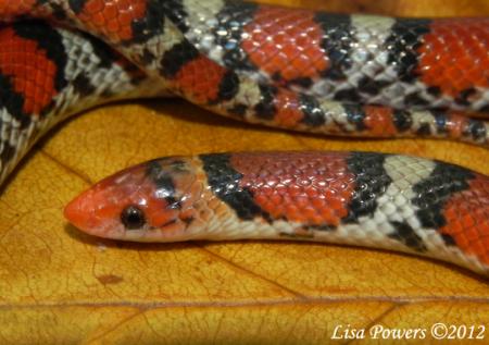 Scarletsnake (Cemophora coccinea)