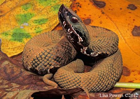 Western Cottonmouth (Agkistrodon piscivorus)