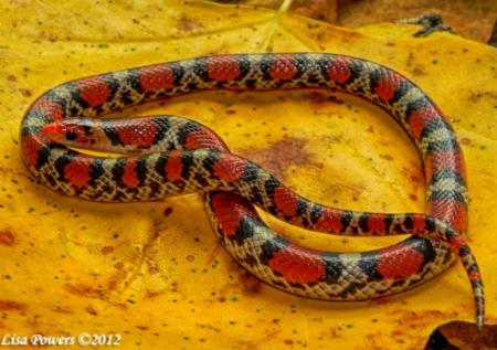 Species Profile: Scarlet Snake (Cemophora coccinea)