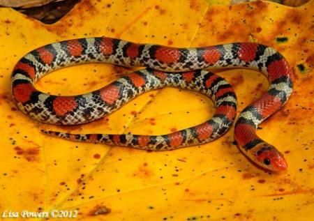 Scarletsnake (Cemophora coccinea)