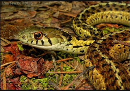 Common Gartersnake (Thamnophis sirtalis)