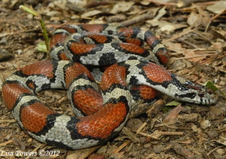 Eastern Milksnake (Lampropeltis triangulum)