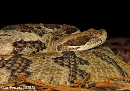 Timber Rattlesnake (Crotalus horridus)