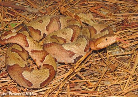 Copperhead (Agkistrodon contortrix)