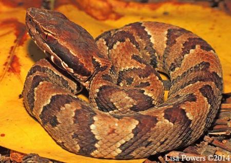 Western Cottonmouth (Agkistrodon piscivorus)