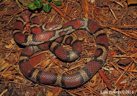 Eastern Milksnake (Lampropeltis triangulum)