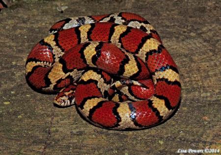 Eastern Milksnake (Lampropeltis triangulum)