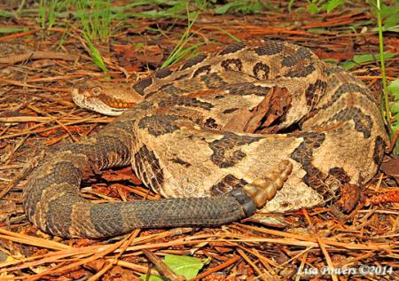 Timber Rattlesnake (Crotalus horridus)