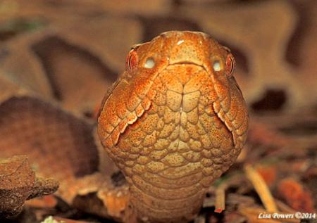 Copperhead (Agkistrodon contortrix)