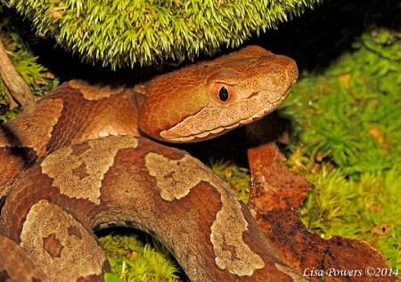 Copperhead (Agkistrodon contortrix)