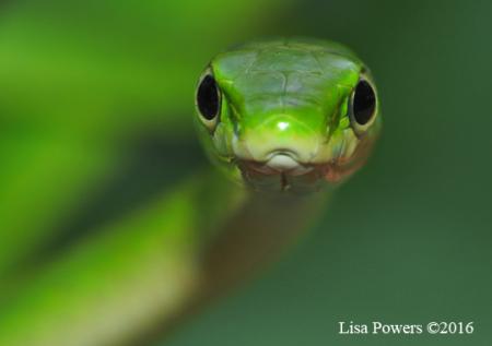 Rough Greensnake (Opheodrys aestivus)