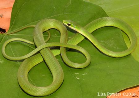 Rough Greensnake (Opheodrys aestivus)