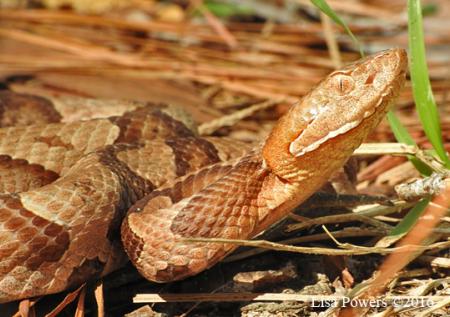 Copperhead (Agkistrodon contortrix)