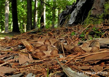 Copperhead (Agkistrodon contortrix)