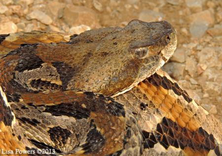 Rattlesnake, Timber - Louisville Zoo