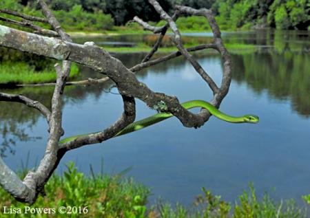 Rough Greensnake (Opheodrys aestivus)