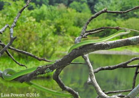 Rough Greensnake (Opheodrys aestivus)