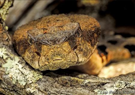 Timber Rattlesnake (Crotalus horridus)