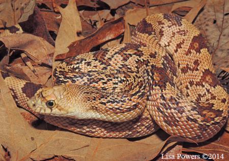 Pinesnake (Pituophis melanoleucus)