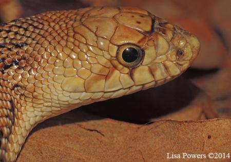 Pinesnake (Pituophis melanoleucus)