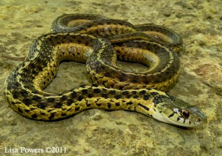 Common Gartersnake (Thamnophis sirtalis)