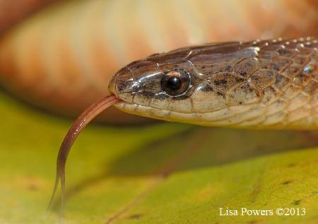 Smooth Earthsnake (Virginia valeriae)