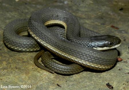 Queensnake (Regina septemvittata)